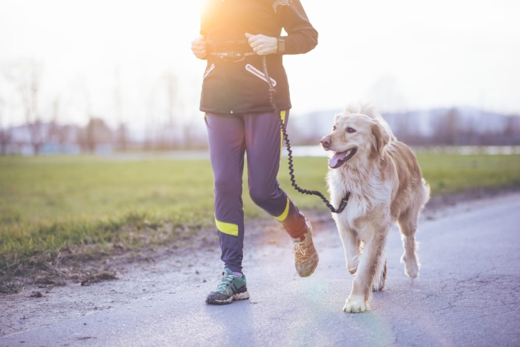 Walking an Animal Companion During Addiction Recovery - Lakehouse Sober Living